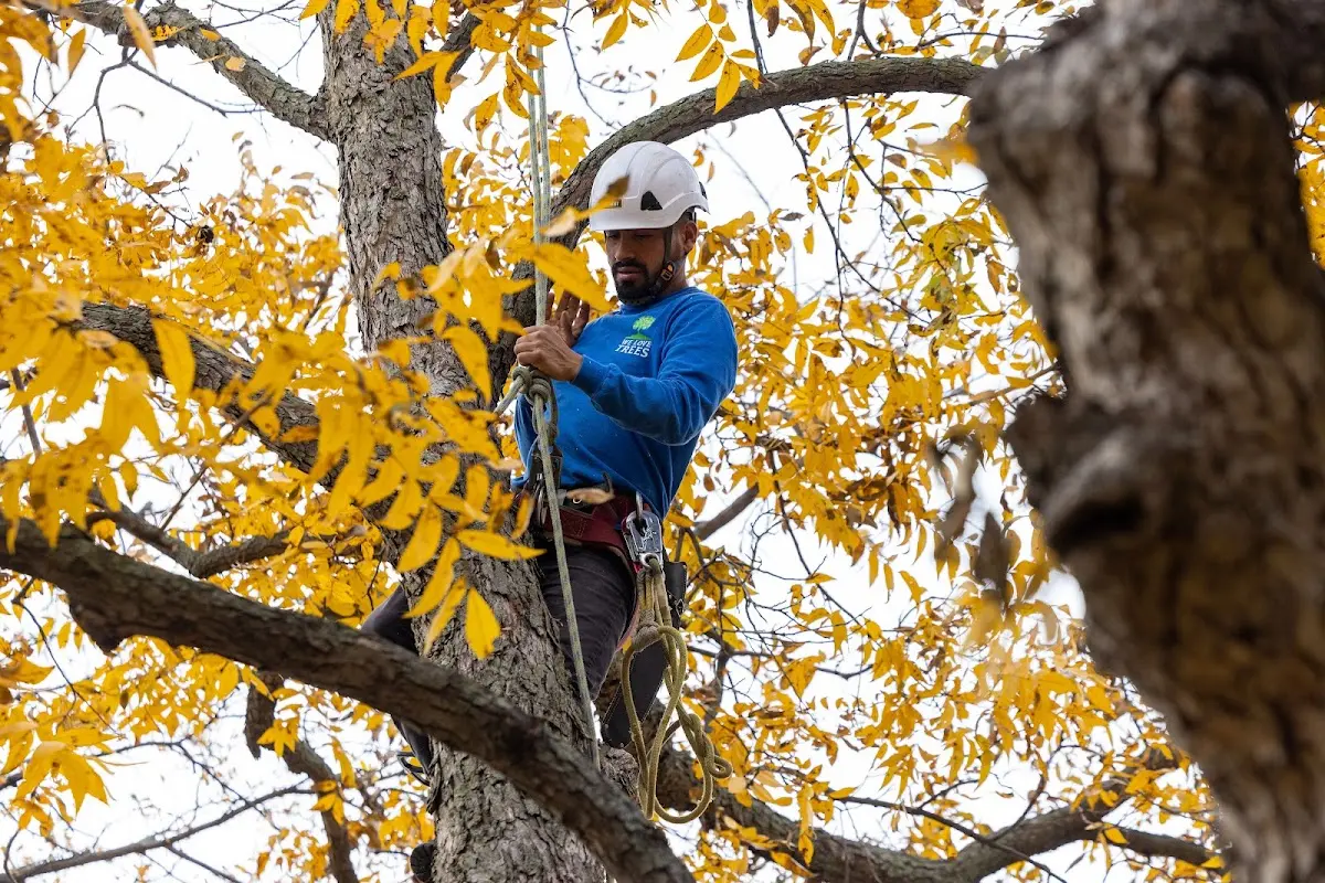 Skilled Tree Transplanting crew working in Danville